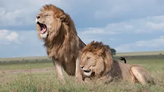 live maisha ya simba kutoka mbuga za wanyama serengeti tanzania