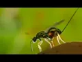 Download Lagu Oak Tree and Wasp Eggs | Life in the Undergrowth | BBC Studios