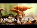 My Macro Focus Stacking Workflow 2024 Lightroom Helicon Photoshop