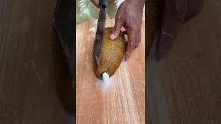 Fresh Hard Sea Cucumber FULL Of Water Surprises 