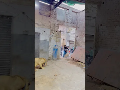 Lion want to eat baby deer 😱😱#lion #lionattack #pets #petlover #ytshorts #pet #deer #india #yt
