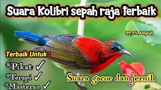 Download Suara Pikat Atau Masteran Kolibri Sepah Raja Terbaik!! 99,9% Jitu. MP3