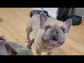 God Only Knows How Much We Luv Our Fur Babies..... #frenchbulldog #frenchbulldogs #frenchie #dog