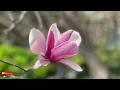 Celia Cruz - La Vida Es Un Carnaval / 1 hour music