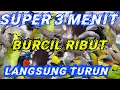 Download Lagu SUPER 3 MENIT...!!!  burcil ribut langsung turun burung liar