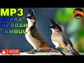 Download Lagu SUARA BURUNG MERBAH JAMBUL SIAM - CHANDIK