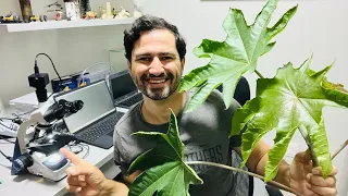 SERÁ QUE AS PLANTAS TEM VEIAS COMO NOS? VEJA NO MICROSCÓPIO 