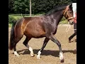 Download Lagu Lunging with the cavesson, basic communication, basics in shoulder control