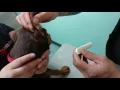 Doberman ear wrap tutorial