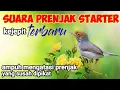 Download Lagu Suara Prenjak Starter Ampuh Untuk Pikat Burung Prenjak Dan Burcil