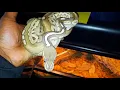 Lithium Royal Python