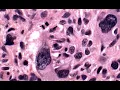 Chapter 4 Lecture Tissues