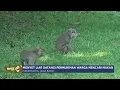 Download Lagu Diduga Kelaparan, Gerombolan Monyet Liar Turun ke Permukiman Warga di Jabar