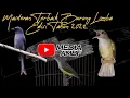 Download Lagu MASTERAN TERBAIK BURUNG LOMBA EDISI TAHUN BARU 2022