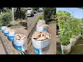 Lagu cara menanam ubi jalar dari benih sampai panen || how to grow sweet potatoes from seed to harvest
