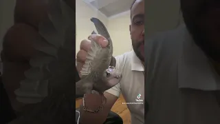 طير الابابيل طائر نادر الوجود على وجه الارض 