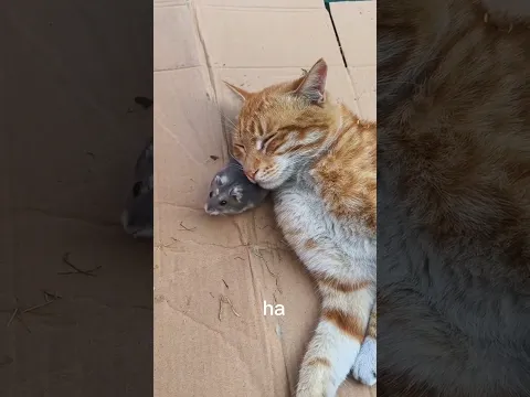seokor kucing😺meniduri tikus🐀 #shorts #tikuslucu