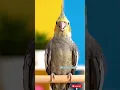 Download Lagu Jangan remehkan ukurannya, suaranya bisa menghancurkan gendang telinga! 🔊 #funnybird #fyp #shorts