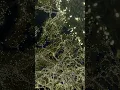 Travel Christmas light display in Johnson City Tx