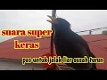 Download Lagu suara pikat JALAK KEBO GACOR...suara keras ampuh untuk pikat jalak yg susah turun