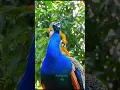 Download Lagu High quality peacock sound call short video #peacocksound #birds