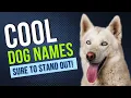 300 COOL Dog Names That Stand Out From The Pack Boy and Girl Dog Names Unique Dog Names