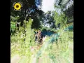 Sunflower - Rex Orange County