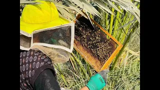 فحص خلايا النحل صوت طنين النحل 