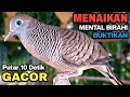 Lagu Perkutut Lokal Gacor Suara Besar Pancingan Burung Perkutut Agar Cepat Bunyi.