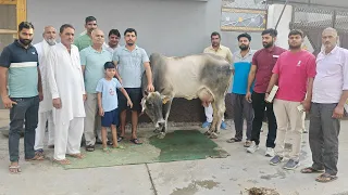 हरियाणा की आन बान शान क्रान्ति 6 महीने की सुई जिसका रिकार्ड 31.340 Kg World रिकार्ड होल्डर