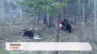siberian bear hunting