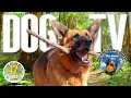 Download Lagu Dog TV for Dogs 🐶 All Day Entertainment for Dogs 🎵 Relaxing Dog Music \u0026 Anti Anxiety Dogs Home Alone
