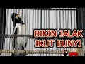 Download Lagu JALAK GACOR BANYAK ISIAN BIKIN JALAK SUREN LAIN IKUT BUNYI BONGKAR ISIAN #jalaksurengacor