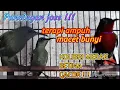 Download Lagu Suara pancingan burung kolibri merak betina # masteran ampuh