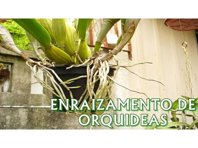 ENRAIZAMENTO DE ORQUÍDEAS COM NPK!