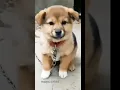 Download Lagu Suara Anjing yang lucu #shorts #anjinglucu #doglover
