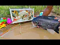 Download Lagu Mancing ikan hias di kolam, ikan koi, ikan lele, ikan besar, ikan cupang, kura kura, bawal.part335