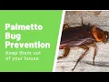 Palmetto Bug - How to Identify And Get Rid of Them