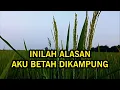 Download Lagu INILAH ALASAN AKU BETAH DIKAMPUNG
