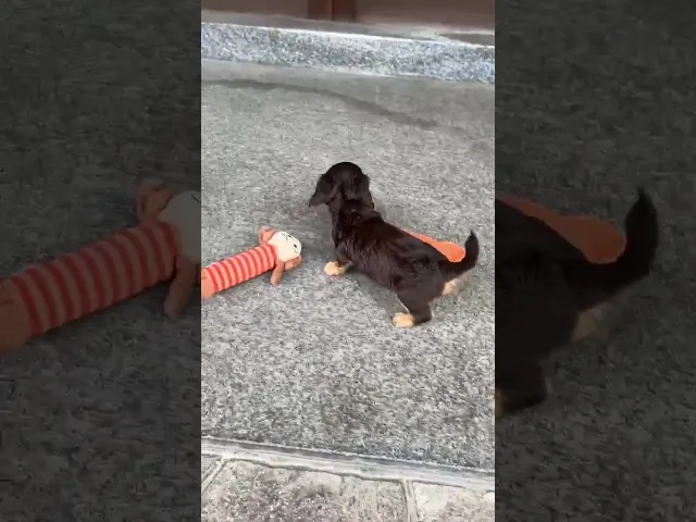 動画