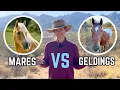 Download Lagu Mares VS Geldings: Which Is Better?