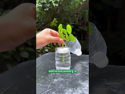 Cara Memperbanyak Tanaman Mawar 🌹