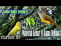 Download Lagu Masteran Kenari Vs Kapas Tembak, Suara Super Jernih