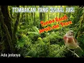 Download Lagu Masteran burung kecil | Speed Rapat, Jernih dan Tajam |