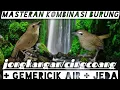 Download Lagu Masteran kombinasi burung jongkangan/cingcoang