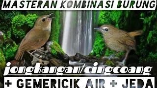 Download Masteran kombinasi burung jongkangan/cingcoang MP3