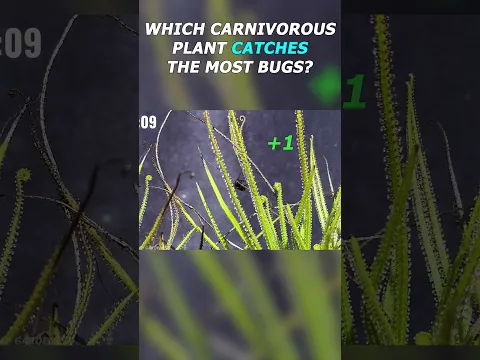 Which carnivorous plant catches the most bugs?