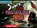 Lagu SUARA PIKAT KONIN/KOLIBRI NINJA/KONIN RIBUT,sepahraja,sogon(AMPUH)