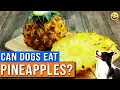 Can Dogs Eat Pineapple Is Pineapple Good For Dogs Is Pineapple Safe For Dogs To Eat