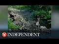 Download Lagu Video shows uncontacted tribe near Indonesia's nickel mine